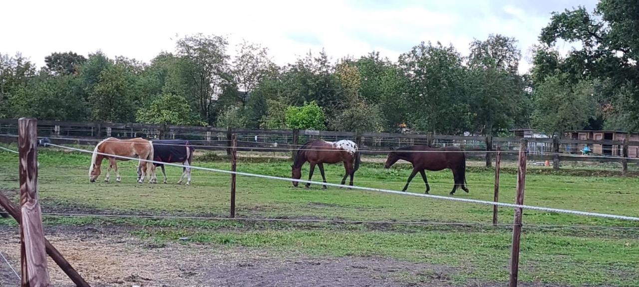 B&B Crijbohoeve Zutendaal Exteriör bild